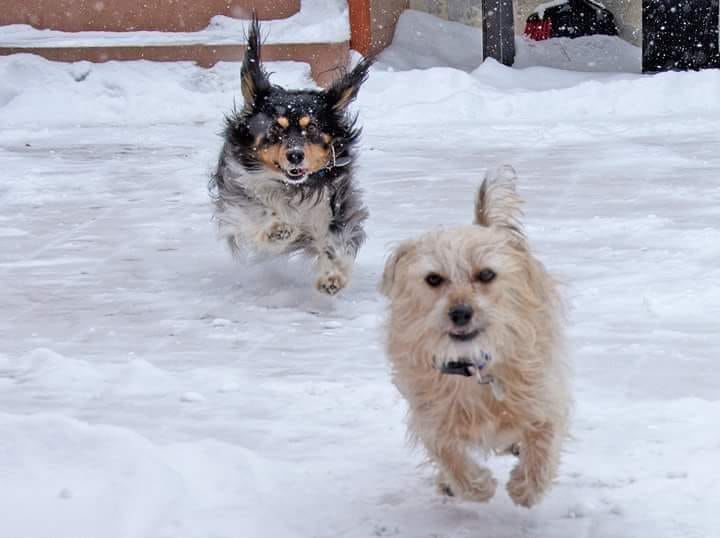 Gretel and Barkley - Joe Wicks.jpg